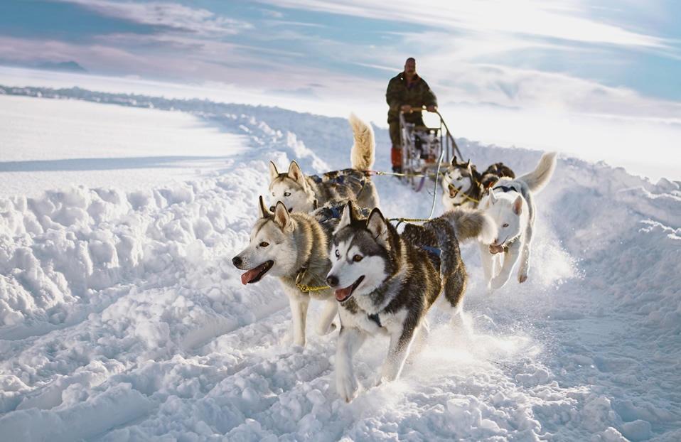 Husky Tours